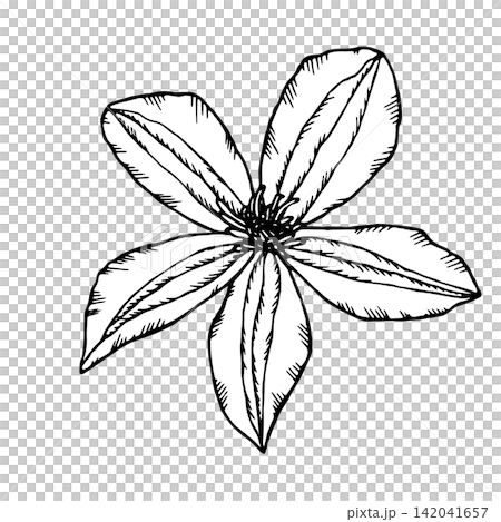 Vector illustration of clematis flowers. Black-and-white drawing of a garden clematis flower. Simple, uncolored drawing. Vector illustration of clematis flowers. Black-and-white drawing of a garden clematis flower. Simple, uncolored drawing. 142041657