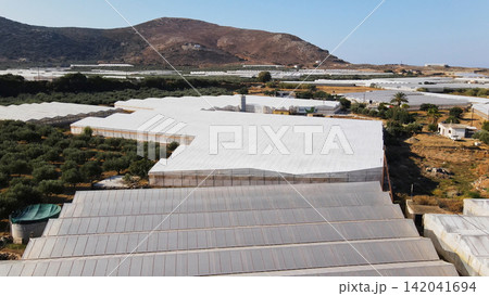 Extensive greenhouse farming in a rural agricultural landscape with olive groves and mountains overlooking Falassarna, Crete 142041694
