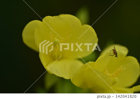 小さな昆虫がついた月見草 秋を感じる季節 小さな昆虫がついた月見草 秋を感じる季節 142041820
