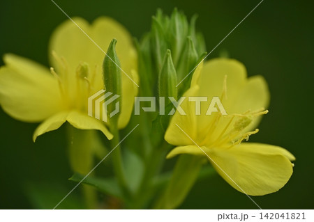 月見草 大きなボケ 花弁と雄蕊 142041821