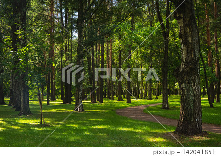 Scenic winding path through a lush green summer park with sunlit trees 142041851