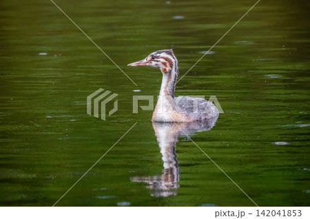 Young Great Crested Grebe symbol of bird conservation and wetland protection Young Great Crested Grebe symbol of bird conservation and wetland protection 142041853