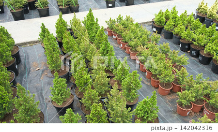 Potted evergreen trees nursery row. Green conifer saplings in orderly containers on black ground organized for sale. Evergreens growing in boxes, modern retail display, vibrant foliage, neatly trimmed Potted evergreen trees nursery row. Green conifer saplings in orderly containers on black ground organized for sale. Evergreens growing in boxes, modern retail display, vibrant foliage, neatly trimmed 142042316