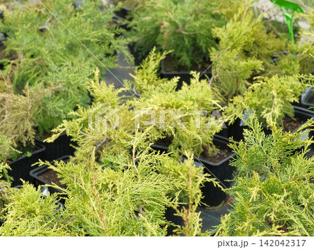 Potted evergreen trees nursery row. Green conifer saplings in orderly containers on black ground organized for sale. Evergreens growing in boxes, modern retail display, vibrant foliage, neatly trimmed 142042317
