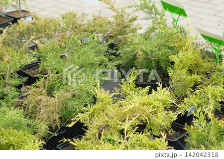 Potted evergreen trees nursery row. Green conifer saplings in orderly containers on black ground organized for sale. Evergreens growing in boxes, modern retail display, vibrant foliage, neatly trimmed Potted evergreen trees nursery row. Green conifer saplings in orderly containers on black ground organized for sale. Evergreens growing in boxes, modern retail display, vibrant foliage, neatly trimmed 142042318