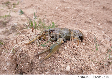 River crayfish in nature. Catching European Live crayfish. Single Astacus in its natural habitat closeup. Detailed view of crustacean on sandy bank. Mottled carapace, textured shell, claws, antennae River crayfish in nature. Catching European Live crayfish. Single Astacus in its natural habitat closeup. Detailed view of crustacean on sandy bank. Mottled carapace, textured shell, claws, antennae 142042350