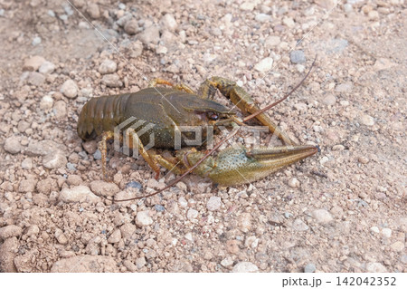 River crayfish in nature. Catching European Live crayfish. Single Astacus in its natural habitat closeup. Detailed view of crustacean on sandy bank. Mottled carapace, textured shell, claws, antennae River crayfish in nature. Catching European Live crayfish. Single Astacus in its natural habitat closeup. Detailed view of crustacean on sandy bank. Mottled carapace, textured shell, claws, antennae 142042352