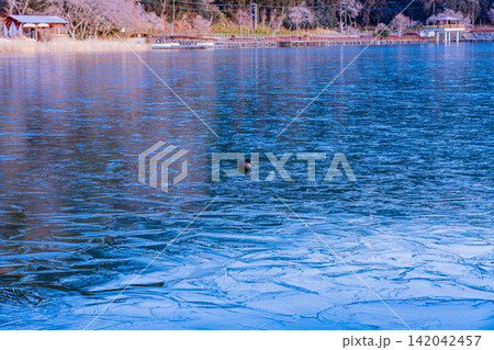 【静岡県】薄氷の張った湖上を歩く水鳥 142042457