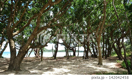 木々の間から臨む海、沖縄の海辺の風景 木々の間から臨む海、沖縄の海辺の風景 142042458