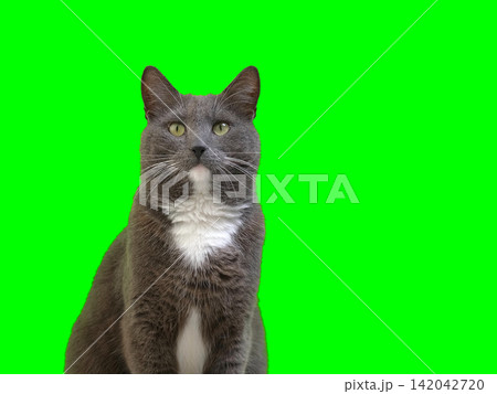 Cat on Green Background. Gray White Feline Against Green Screen Chromakey. Real Shot Cat Isolated is Sitting, Looking Up, Playing. Kitty Cat licks its muzzle. Kitten video. Keying. Goods for pets 4K 142042720
