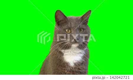 Cat on Green Background. Gray White Feline Against Green Screen Chromakey. Real Shot Cat Isolated is Sitting, Looking Up, Playing. Kitty Cat licks its muzzle. Kitten video. Keying. Goods for pets 4K Cat on Green Background. Gray White Feline Against Green Screen Chromakey. Real Shot Cat Isolated is Sitting, Looking Up, Playing. Kitty Cat licks its muzzle. Kitten video. Keying. Goods for pets 4K 142042721