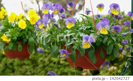 Colorful greenhouse garden center aisle lined with hanging baskets, pansy beds, daffodils and mixed spring blooms paved walkway, racks, retail nursery, bright diffused light. Vibrant plant display 142042727