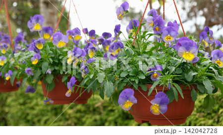 Colorful greenhouse garden center aisle lined with hanging baskets, pansy beds, daffodils and mixed spring blooms paved walkway, racks, retail nursery, bright diffused light. Vibrant plant display 142042728