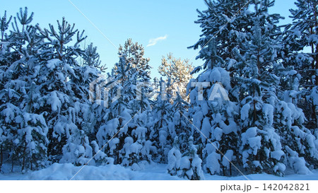 Snowy ice branches with sparkling light effects. Gentle snowfall serene scene. Peaceful winter woodland illuminated by warm sun rays. Sunlit pine forest, falling snowflakes. Bokeh golden lens flare 4K 142042821