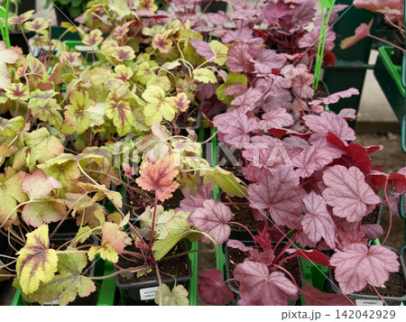 Heuchera, coral bells used in botany, horticulture, and landscape design. Nursery with diverse leafy varieties. Alumroot vibrant mixed foliage at garden center. Burgundy plants textured foliage pots Heuchera, coral bells used in botany, horticulture, and landscape design. Nursery with diverse leafy varieties. Alumroot vibrant mixed foliage at garden center. Burgundy plants textured foliage pots 142042929