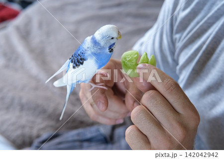 Man Owner is Feeding a Colorful Budgerigar with Fresh, Healthy Green Apple at Home. A person is nurturing a pet budgerigar, beautifully showcasing affection through dedicated pet care and attention 142042942