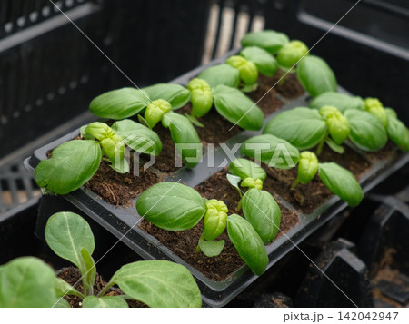 Microgreen business. Starting basil seedlings, small green sprouting plants in moist soil, nursery cells, developing leaf pairs. Herb growth. Plant nurturing from seed. Organic eco gardening ventures. Microgreen business. Starting basil seedlings, small green sprouting plants in moist soil, nursery cells, developing leaf pairs. Herb growth. Plant nurturing from seed. Organic eco gardening ventures. 142042947