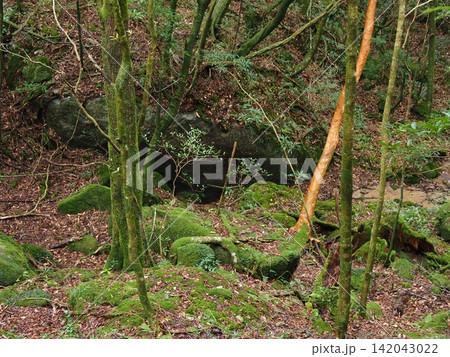 屋久島の深い森に広がる苔むした岩と木々 屋久島の深い森に広がる苔むした岩と木々 142043022