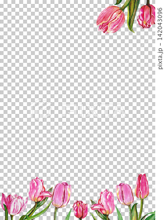 Pink Tulip Floral Border Pink Tulip Floral Border 142043096