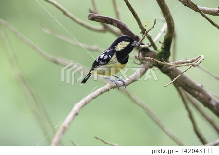 シロボシガラ シロボシガラ 142043111