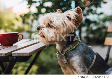Yorkshire terrier sitting beside a coffee cup outdoors, enjoying a peaceful moment in warm natural light, capturing pet friendly cafeteria scene. Yorkshire terrier sitting beside a coffee cup outdoors, enjoying a peaceful moment in warm natural light, capturing pet friendly cafeteria scene. 142043128