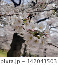 満開の桜と春の公園のお花見風景 142043503