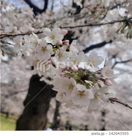 満開の桜と春の公園のお花見風景 満開の桜と春の公園のお花見風景 142043503