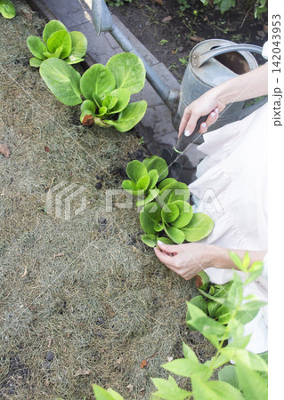 A rustic outdoor gardening scene featuring a person tending to leafy green plants with a small black hand shovel. 142043953