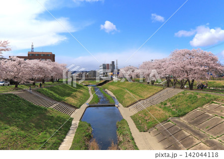 土手に咲く桜並木の風景　富沢駅傍の新笊川沿い（宮城県仙台市） 142044118