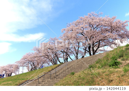 土手に咲く桜並木の風景 富沢駅傍の新笊川沿い(宮城県仙台市) 土手に咲く桜並木の風景 富沢駅傍の新笊川沿い(宮城県仙台市) 142044119