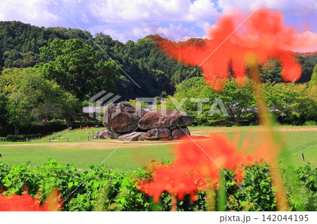 石舞台古墳(奈良県明日香村)周辺に咲く彼岸花 石舞台古墳(奈良県明日香村)周辺に咲く彼岸花 142044195