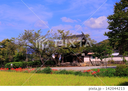 橘寺(奈良県明日香村)周辺に咲く彼岸花 橘寺(奈良県明日香村)周辺に咲く彼岸花 142044213