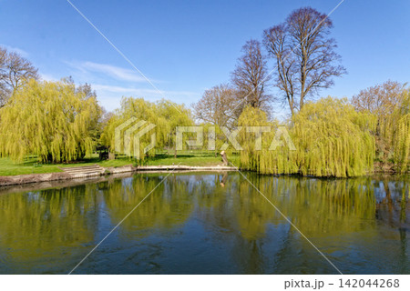 High Angle View of Vibrant Weeping Willow Trees Reflecting in River Thames on a Bright Spring Day High Angle View of Vibrant Weeping Willow Trees Reflecting in River Thames on a Bright Spring Day 142044268