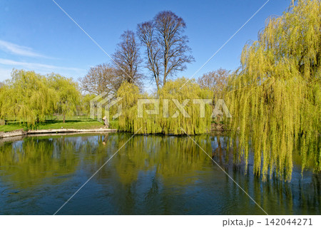 High Angle View of Vibrant Weeping Willow Trees Reflecting in River Thames on a Bright Spring Day High Angle View of Vibrant Weeping Willow Trees Reflecting in River Thames on a Bright Spring Day 142044271