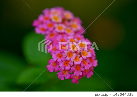 ランタナの花 142044339
