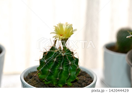 サボテンの花 サボテンの花 142044429