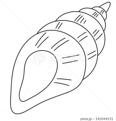 Simple line drawing of a seashell Simple line drawing of a seashell 142044531