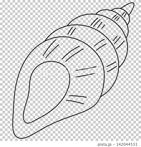 Simple line drawing of a seashell Simple line drawing of a seashell 142044531