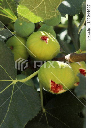 Ripe figs fruit on branches, close up Ripe figs fruit on branches, close up 142044697