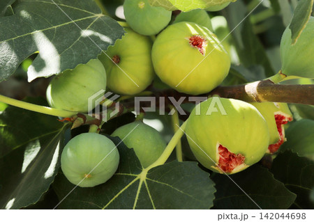 Ripe figs fruit on branches, close up Ripe figs fruit on branches, close up 142044698