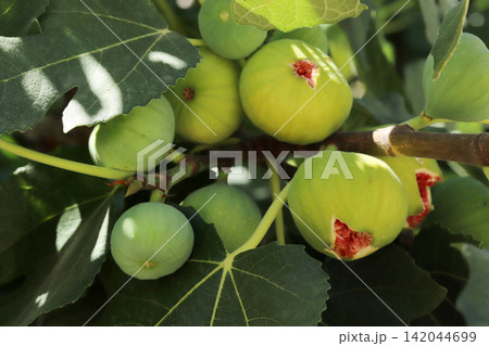 Ripe figs fruit on branches, close up Ripe figs fruit on branches, close up 142044699