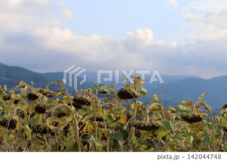 In the field ripe sunflower In the field ripe sunflower 142044748