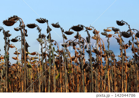 In the field ripe sunflower In the field ripe sunflower 142044786