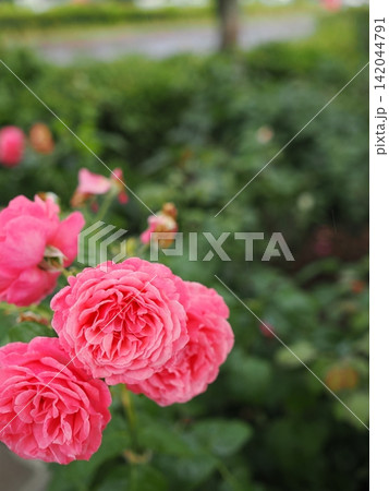 雨上がりに咲く鮮やかなピンクの薔薇 142044791