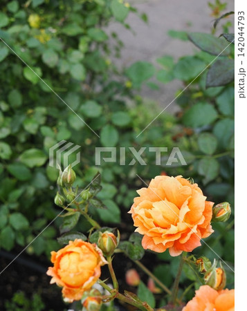 雨上がりに咲く鮮やかなオレンジの薔薇 142044793