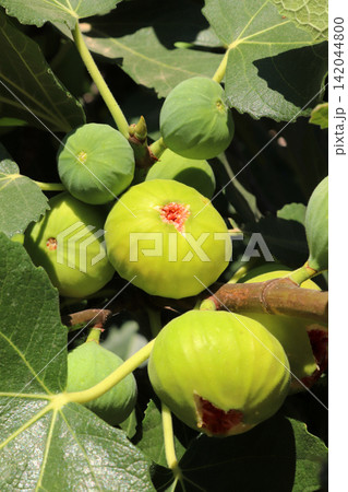 Ripe figs fruit on branches, close up Ripe figs fruit on branches, close up 142044800