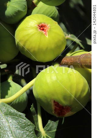 Ripe figs fruit on branches, close up Ripe figs fruit on branches, close up 142044801