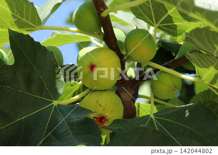 Ripe figs fruit on branches, close up Ripe figs fruit on branches, close up 142044802