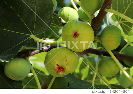 Ripe figs fruit on branches, close up Ripe figs fruit on branches, close up 142044804