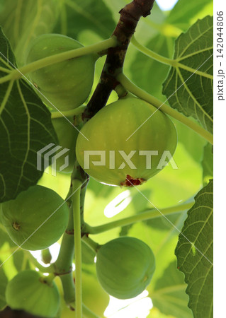 Ripe figs fruit on branches, close up 142044806